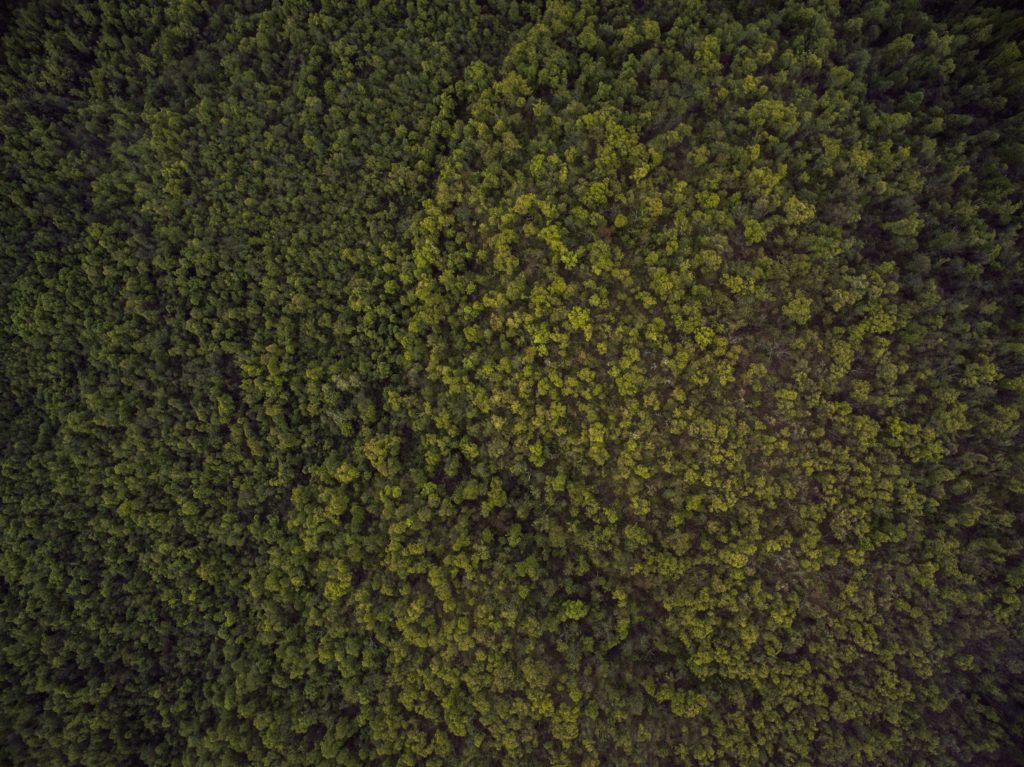 空中森林
